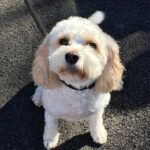 A white furry dog small portrait