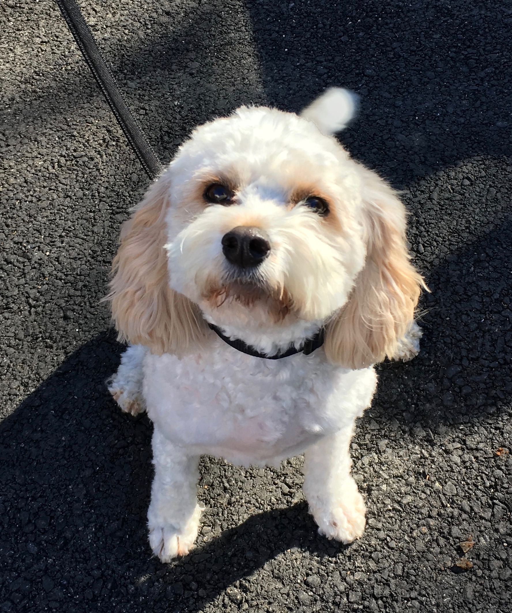 SCA Dog Park Resolution Passes Unanimously