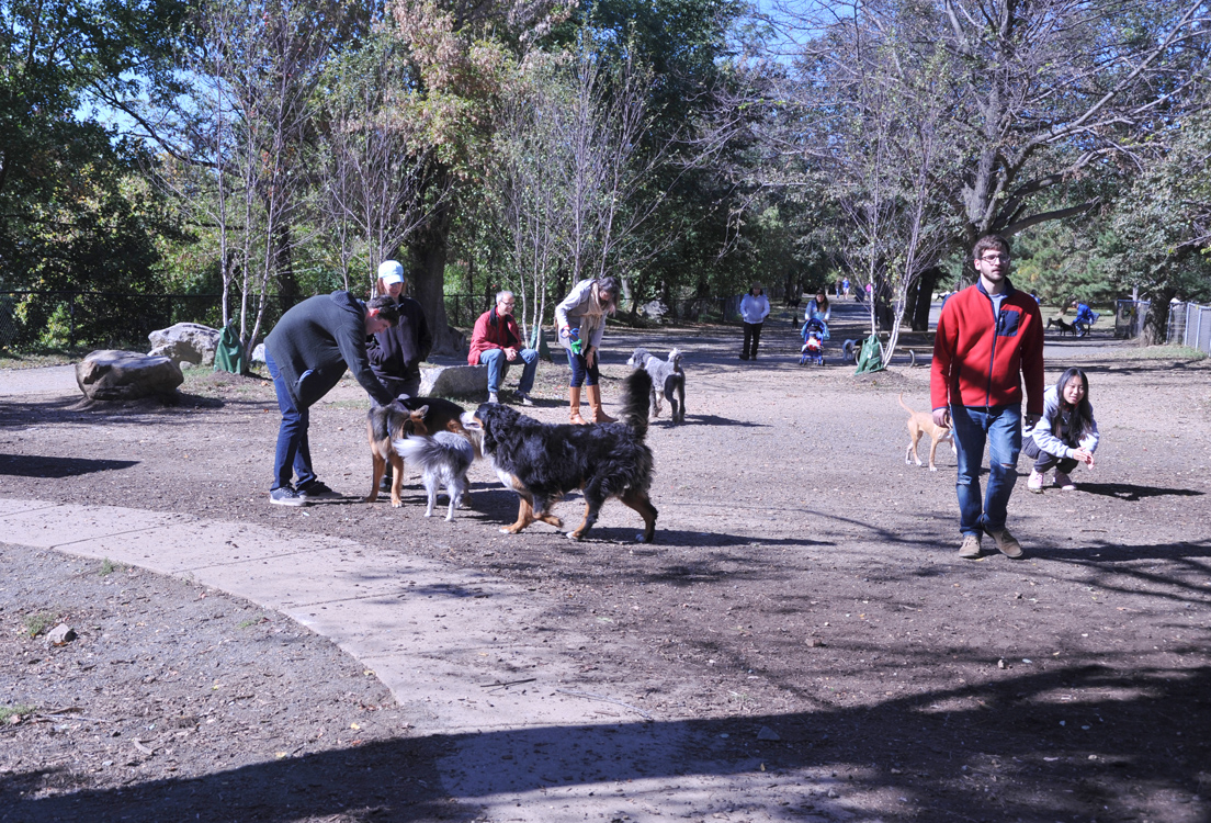 People and dogs at a park